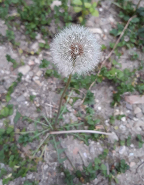 Crepis sancta subsp. nemausensis (Asteraceae)